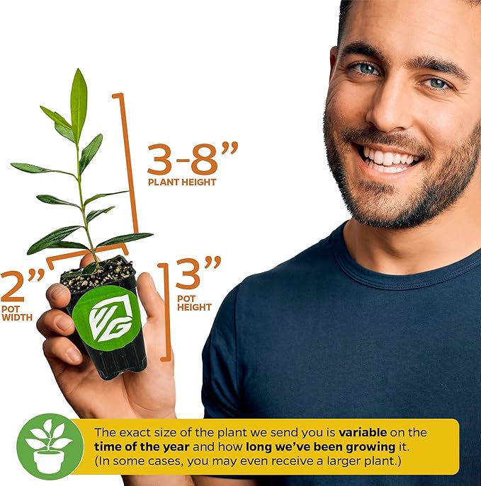 Leccino Olive Tree - Olea europaea by Wellspring Gardens - Fast-Growing Live Plant, Fruit-Bearing, Drought-Tolerant, Easy-Care, Olive Oil Producing, Cross-Pollination Friendly, Ideal for Home Garden