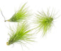 ragnaroc Air Plants - Tillandsia Andreana, Large 4-6" - 3ct - Live Arrival Gauranteed - House Plants for Home Decor & Gift