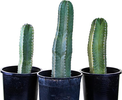 Cactus Outlet - Senita Live Cactus, Cactus Plants Live, Live Plants Indoor & Outdoor Use 12”-18”
