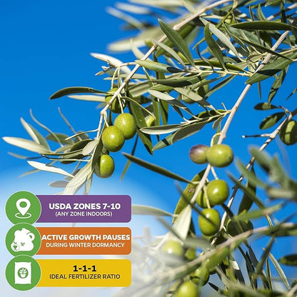 Coratina Olive Tree - Olea Europaea by Wellspring Gardens - Italian Olive, Cross-Pollination, Drought-Resistant, Gourmet Cooking Ingredient, Landscape Ornamental - Starter Plant