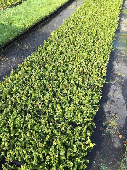 Creeping Fig Plant Ficus Pumila Climbing Vine - 30 Live Fully Rooted Plants