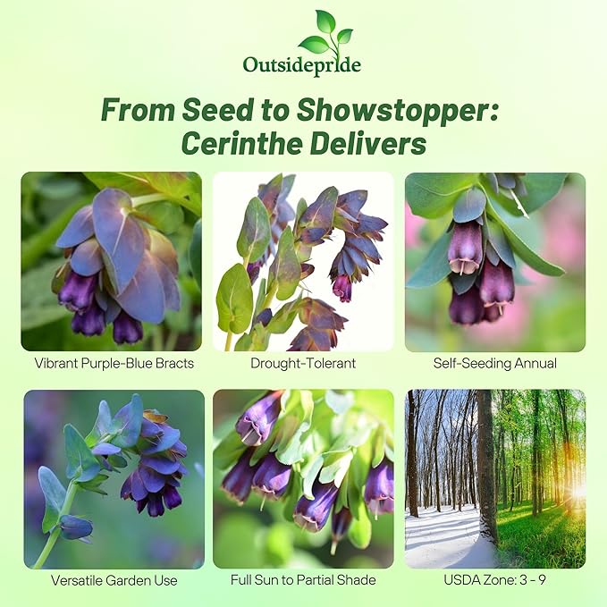 Outsidepride Cerinthe Major Honeywort Seeds - 50 Pcs. Annual, Self-Sowing & Easy to Grow, Flower Seeds for Planting, Vibrant Purple-Blue Tube-Like Blooms for Garden Beds, Borders & Container Displays