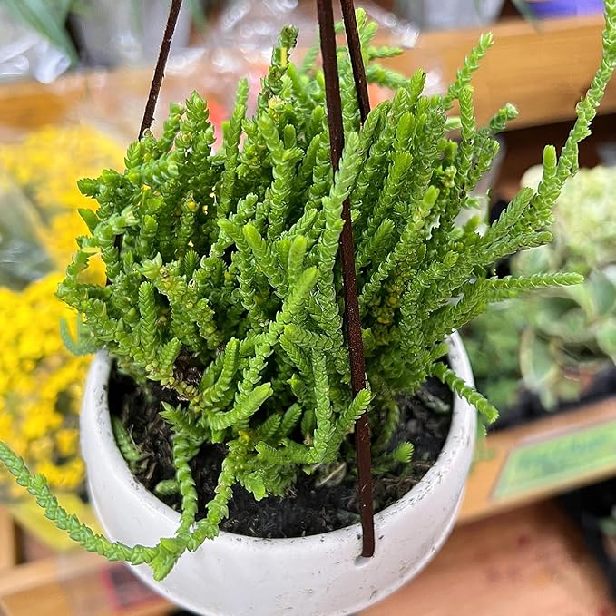 Sprout N Green Watch Chain, Rare Live Crassula muscosa Succulent Plant Fully Rooted in 4" Planter with Soil, Home Office Indoor Outdoor Wedding Decoration DIY Projects Party Favor