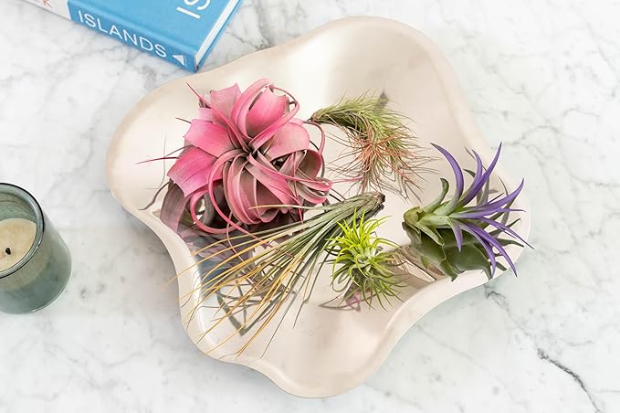 Purple Colorful Tillandsia Air Plants - Long Lasting Color Enhanced Live Tillandsia Succulent House Plants - Home and Garden Decor - Easy Care Indoor and Outdoor (Ionantha Rubra, Pack of 3)
