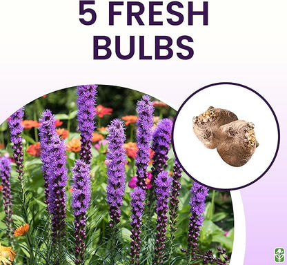 Purple Blazing Star - 5 Fresh Bulbs - Liatris Spicata Flower Bulb - Perennial Gayfeather Plant for Planting Outdoor - Perfect for Borders and Landscapes