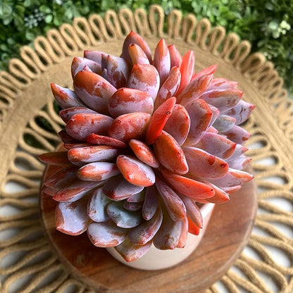 FWPP Succulent Plants Live Echeveria Orange Monroe,3-4 Head 3.5 inches Pink Mini Plants,Bare Root Without Pot Soil Live Plants,Wedding Garden Indoor House Baby Shower Decor Friend Plant Lover Gift