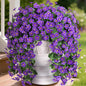 HyeFlora Artificial Faux Hanging Plants Flowers Vines for Outdoor Outside Fall Decoration, 2PCS Fake Silk Daisy Mums UV Resistant Look Real Purple Orchid Vine for Front Door Porch Planter Balcony