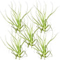 ragnaroc Air Plants - Tillandsia Straminea Jumbo 6-9" - 5ct - Live Arrival Guaranteed - House Plants for Home Decor & Gift