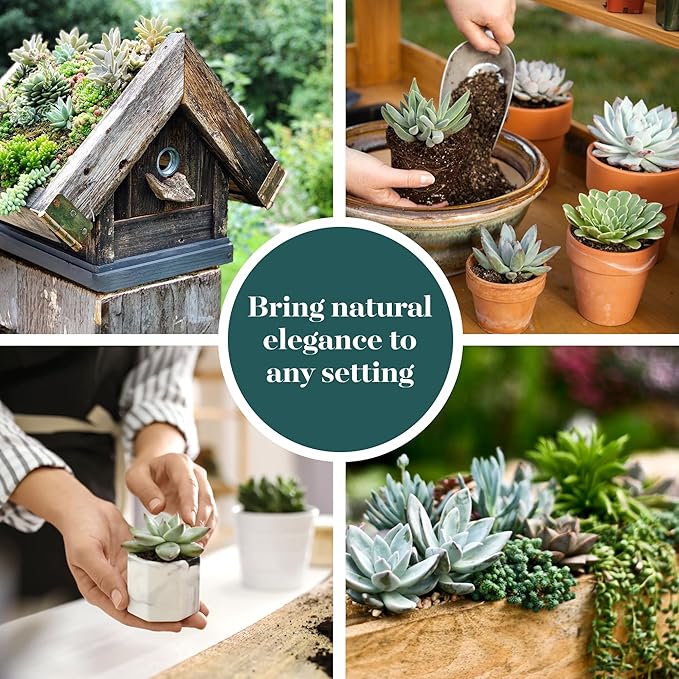 Shop Succulents Blue & Green Succulent Plant Pack Collection - Live Mini Succulent Plants, Low Maintenance, Mixture of Textures - Wedding and Party Favors, Gift & Garden, Pack of 9