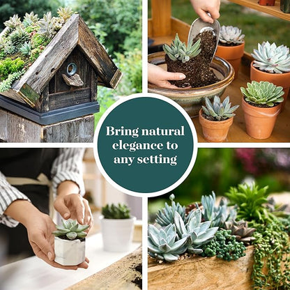 Shop Succulents Blue & Green Succulent Plant Pack Collection - Live Mini Succulent Plants, Low Maintenance, Mixture of Textures - Wedding and Party Favors, Gift & Garden, Pack of 9