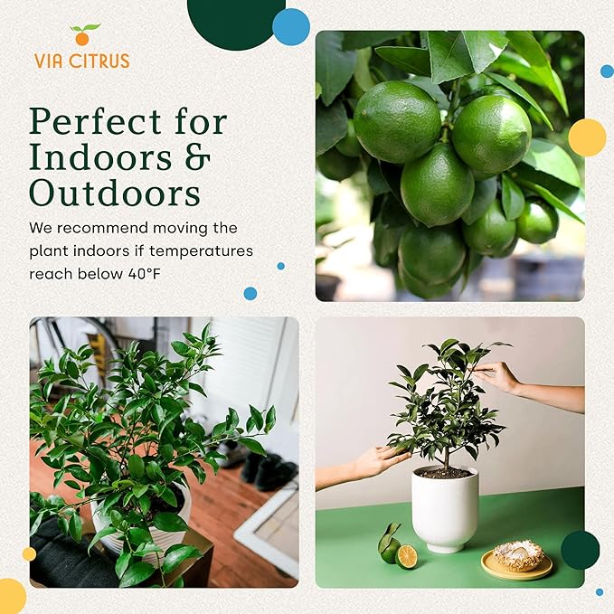 Key Lime Live Tree Indoor Plants Outdoor 18-22" Tall - Fruit Trees, Key Limes Tree Outdoor Patio Cannot Ship: CA/AZ/TX/LA – Potted Indoor Fruit Trees Live Plants, Plant Lover Gifts by Via Citrus