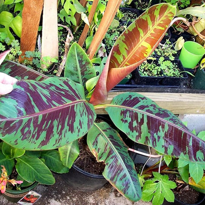Zebrina Banana Tree Live Plant, Cold Hardy Banana Plant Live, Tropical Banana Fruit Seedling, Well Rooted 4-8 Inch Tall