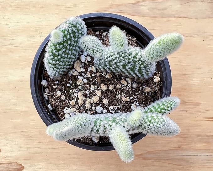 Sprout N Green Opuntia microdasys albata 'Bunny Ears', Live Cactus Plant Rooted in 4in Nursery Pot, Indoor Outdoor Office Home Holiday Décor
