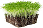 Dark Green Italian Flat-Leaf Parsley Seeds: 1 Lb - Non-GMO, Heirloom Herb Seeds for Herbal Garden & Microgreens