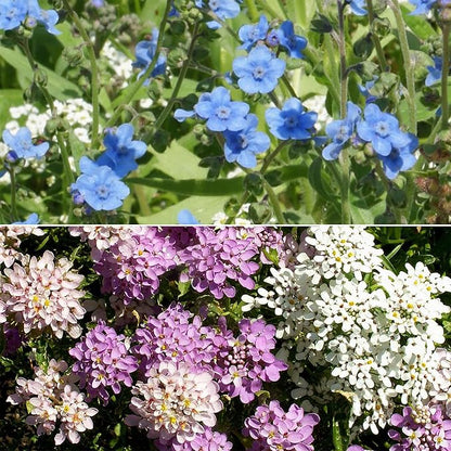 Ferry-Morse North American Mix Bulk Wildflower Seeds, 1lb