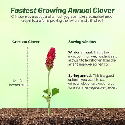 Outsidepride Crimson Clover Seeds - 5 lbs. Annual, Nitrocoated, & Inoculated Ground Cover Seeds, Ideal Clover Seed for Lawn, Cover Crop, Pasture, Hay, Green Manure & Wildlife Forage