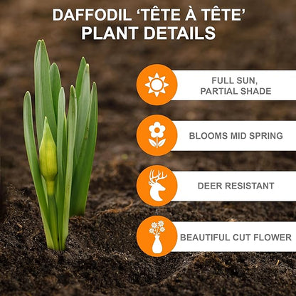 Garden State Bulb Narcissus Tete-a-Tete Daffodil Flower Bulbs, 12/14cm, Fall Planting (Bag of 100)
