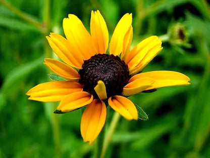 Black Eyed Susan Seeds for Planting, 1 Ounce, Giving You Beautiful Black Eyed Susan Flowers, Non-GMO, Heirloom Seed Varieties…