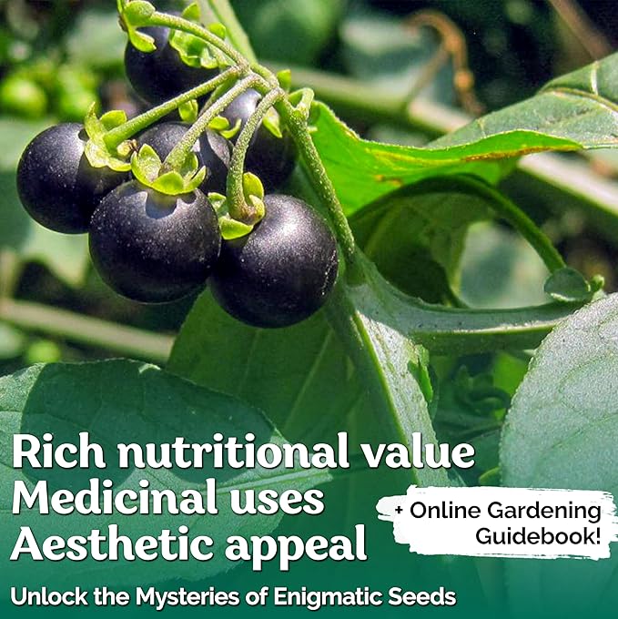 KVITER 50 Black Nightshade Hierba Mora Seeds (Solanum Nigrum) - Nightshade Seed, Heirloom Seed Non GMO Organic - Ideal for Herb Garden, Borders or Edges
