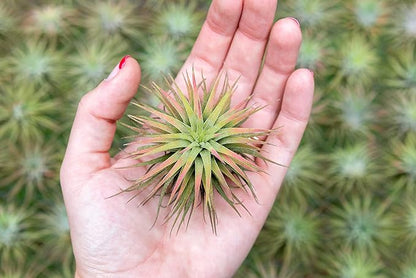 Air Plants Ionantha Mexican - Colors and Shape Varies Due to Seasonality-Live Tillandsia Succulent House Plants - Available in Wholesale and Bulk - Home and Garden Decor-Easy Care Plants (Pack of 5)