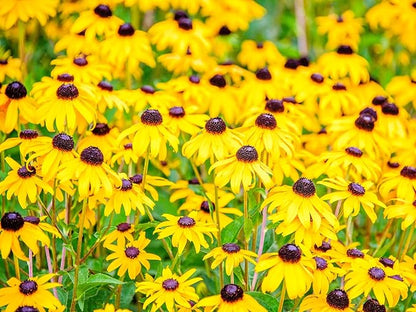 Greenwood Nursery: Live Perennial Plants - Black-Eyed Susan + Rudbeckia Fulgida 'Goldsturm' - [Qty: 1x Pint Pot] - (Click for Other Available Plants/Quantities)