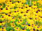 Greenwood Nursery: Live Perennial Plants - Black-Eyed Susan + Rudbeckia Fulgida 'Goldsturm' - [Qty: 1x Pint Pot] - (Click for Other Available Plants/Quantities)