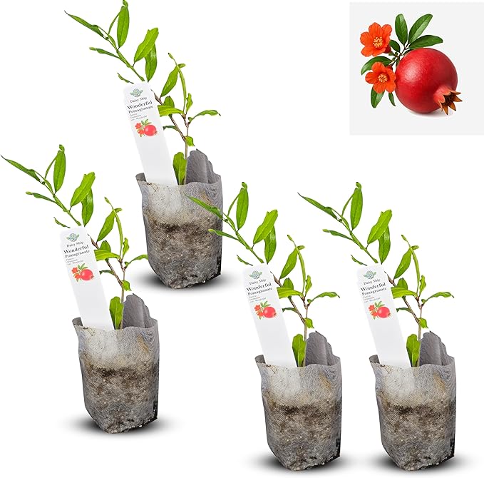 Live Pomegranate 'Wonderful' Plants (Punica Granatum 'Wonderful') - Fruit-Bearing, Drought-Tolerant, Easy to Grow (4 stevia sacs)