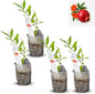 Live Pomegranate 'Wonderful' Plants (Punica Granatum 'Wonderful') - Fruit-Bearing, Drought-Tolerant, Easy to Grow (4 stevia sacs)