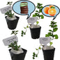 2 Chocolate+2 Orange Mint Plants. Live, Fragrant, Fresh, Edible. Easy Grow. Indoor/Outdoor. (2 Choc+ 2 Orange Mint Cups)
