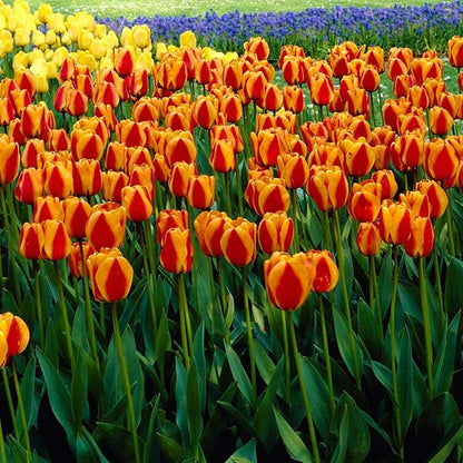 Garden State Bulb Darwin Hybrid Apeldoorn's Elite Tulip Flower Bulbs, 12/+ cm, Fall Planting (Bag of 25)