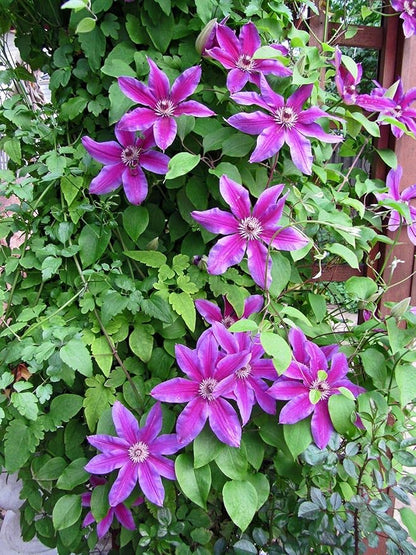 Clematis Fireworks - Live Plant in a 4 Inch Growers Pot - Clematis 'Fireworks' - Starter Plants Ready for The Garden - Beautiful Deep Pink and Purple Flowering Vine