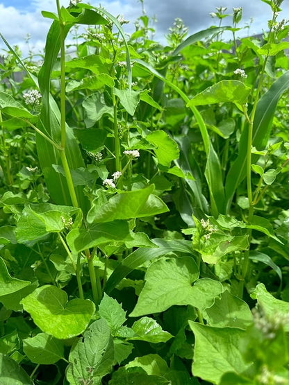 Dirt Doctor Food Plot Seed Mix for Deer, Perfect for Rebuilding Topsoil, Breaking up Compaction, and Recharging Nutrients, Buckwheat, Grain Sorghum, 2 Clovers, Tillage Radishes