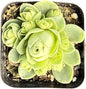 Sprout N Green Greenovia Dodrantalis | Aeonium dodrantale, 1 Live Succulent Plant Fully Rooted in 2" Pot, House Plant for Indoor Outdoor Home Office Wedding Decoration DIY Project Party Favor