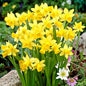 Garden State Bulb Narcissus Tete-a-Tete Daffodil Flower Bulbs, 12/14cm, Fall Planting (Bag of 100)