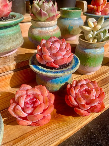 FWPP Live Succulents Plants Echeveria Snow Angel 2.5 inches,Rare red Succulents Bare Root Without Pot Soil, Live Plants Indoor Office Decoration Wedding and Gift