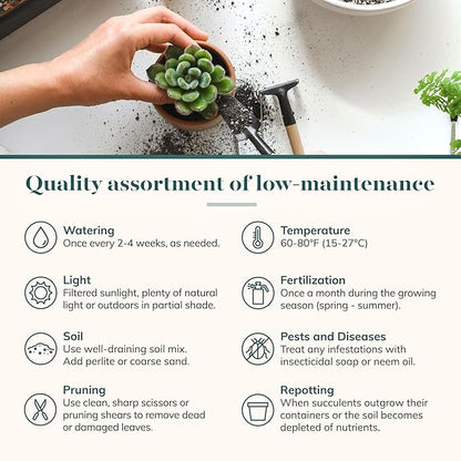 Shop Succulents Verde Succulent Plant Pack Bulk Collection - Live Mini Succulent Plants, Low Maintenance, Mix of Green Succulents & Textures - Wedding and Party Favors, Gift & Garden, Pack of 32