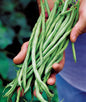 Burpee Fortex Pole Bean Seeds 2 ounces of seed