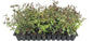 Star Jasmine - 10 Live Plants - Jasminum Nitidum - Fragrant Blooming Evergreen Vine