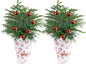 Costa Farms Live Christmas Tree (Pack of 2), Norfolk Island Pine in Holiday Gifting Wrap Plant Pot, Houseplant Christmas Decoration, Christmas Gift or Room Decor, 18-20 Inches Tall