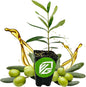 Coratina Olive Tree - Olea Europaea by Wellspring Gardens - Italian Olive, Cross-Pollination, Drought-Resistant, Gourmet Cooking Ingredient, Landscape Ornamental - Starter Plant