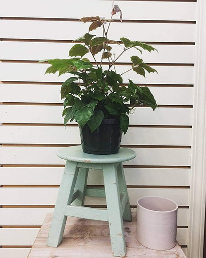 Cissus Grape Leaf Ivy, 4" Plant