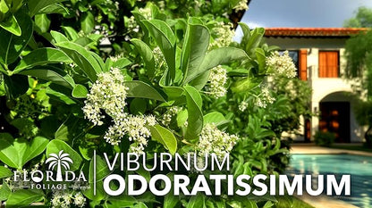 Viburnum Odoratissimum | 40 Live Plants | Viburnum odoratissimum | Fast Growing Privacy Hedge | Evergreen Screening Shrub