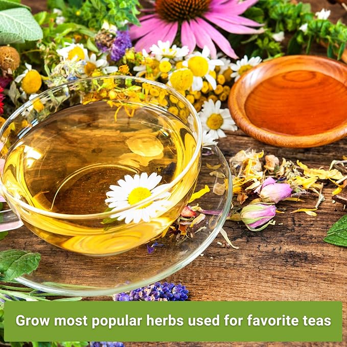 Sow Right Seeds - Herbal Tea Collection - Lemon Balm, Chamomile, Mint, Lavender, Echinacea Herb Seed for Planting; Non-GMO Heirloom Seed, Instructions to Plant Indoor or Outdoor; Gardening Gift