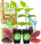 Dwarf Everbearing Black Mulberry Tree Live Plant – Morus nigra – Wellspring Gardens - Premium Fruit Tree for Indoor & Outdoor Planting – Ideal for Gardens, Patio, Landscaping (2-Pack)