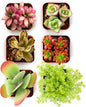 Shop Succulents Endless Summer Succulent Pack Collection - Live Mini Succulent Plants, Low Maintenance, Colors & Textures - Wedding and Party Favors, Gift & Garden, Pack of 6