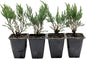 4 Tamarix Juniper in 3.5" Nursery Cubes | Juniperus Sabina ‘Tamariscifolia’ | Dense, Low-Maintenance Evergreen Shrub with Fine, Feathery Foliage | Ready-to-Plant Live Starters
