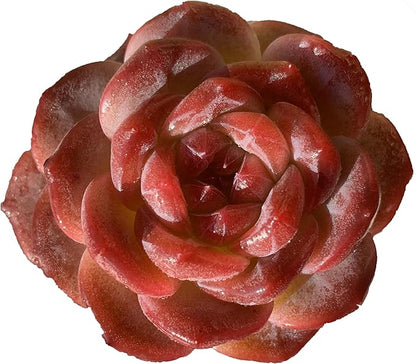 FWPP Live Succulents Plants Echeveria Snow Lotus 2 inches,Rare red Succulents Bare Root Without Pot Soil, Live Plants Indoor Office Decoration Wedding and Gift