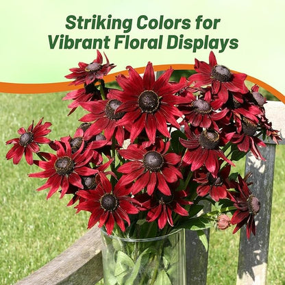 Outsidepride Cherry Brandy Rudbeckia Seeds - 25 Pcs. Annual, Easy to Grow & Self-Seeding Flower Seeds for Planting Red Blooms, for Low Maintenance Pollinator Gardens & Erosion Control