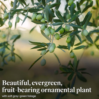 American Plant Exchange Arbequina Olive Tree – Live 7.5-Inch Pot, Fruit Bearing Tree, Cold Hardy Edible Variety for Containers, Patios, and Mediterranean-Inspired Gardens