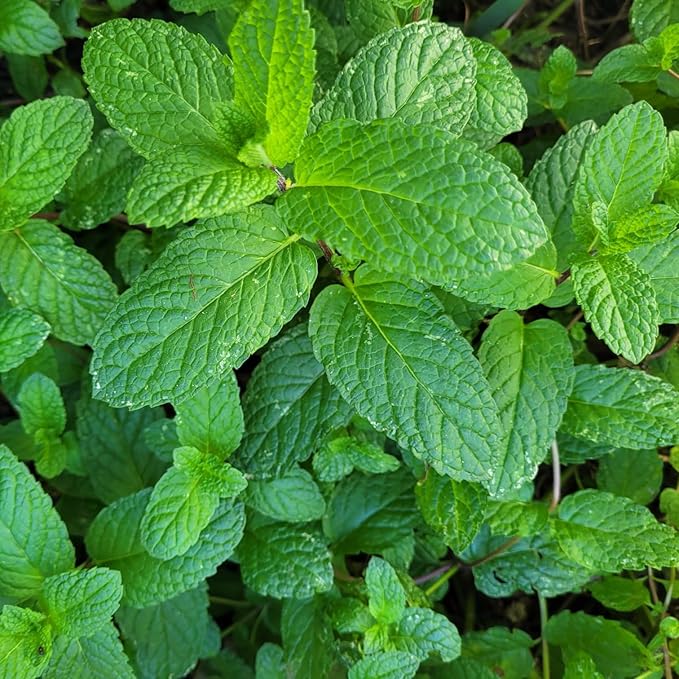 Yerba Buena Plants. Live, Fragrant, Fresh, Edible. Easy Grow. Indoor/Outdoor. (2 Yerba Mint sacs)